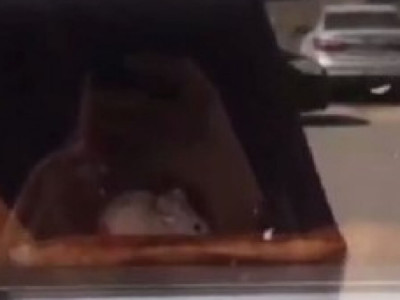 Ақтауда бәліш сататын дүңгіршекте тышқандар өріп жүр (ВИДЕО)