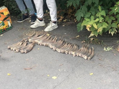 Браконьерлерден 2 284 киік мүйізі тәркіленді