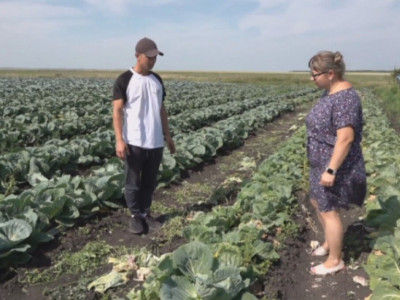 Солтүстік Қазақстан облысында көкөніс бизнесіне қауіп төнді