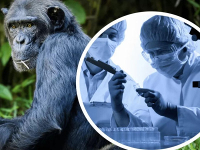 Қытайда маймыл шешегіне байланысты шектеу шаралары енгізілді