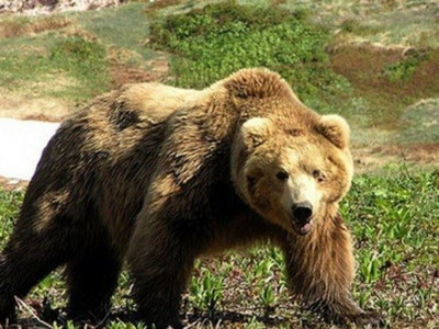 ШҚО-да аюлар мал мен омартаға шабуыл жасап жатыр