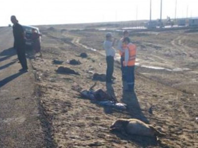 Атырауда автокөлік жүргізушісі 24 қойды қағып кетті