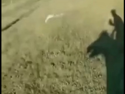 Өзін қуып келе жатқан аюды видеоға түсірген адам жұртты шошытты