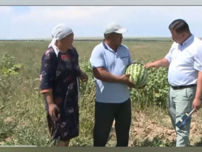 Көпбалалы отбасы қарбыз егіп, мол табысқа кенелді (ВИДЕО)