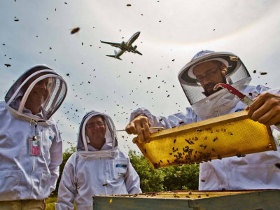 Италиядағы әуежайлардың бірінде 100 мың ара жұмыс істейді