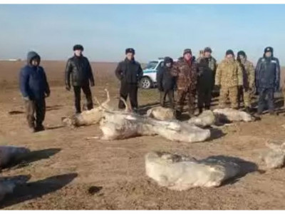 Батыс Қазақстанда 21 киік су бетінде мұз болып қатып қалған (ВИДЕО)