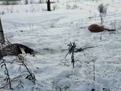 Шығыс Қазақстан облысында жүк пойызы 8 жылқыны қағып кетті (ВИДЕО)
