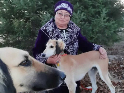 Қазақ тазысын қалай әлемдік брендке айналдырамыз?