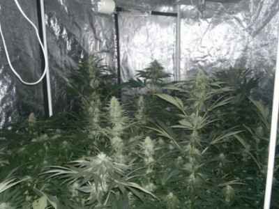 Көпқабатты үйдің шатырында есірткі өсірген азамат ұсталды