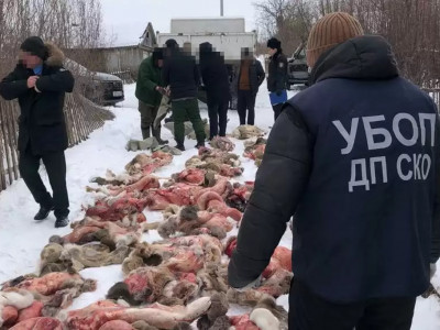 Петропавлда 50-ден астам елікті заңсыз атқандар ұсталды