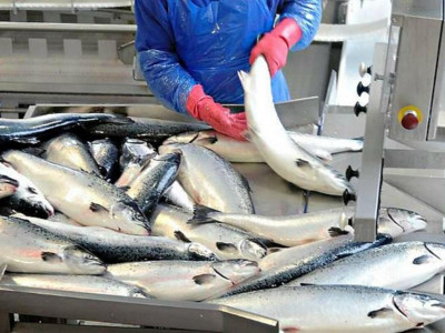 Балық өсіруге 20 млн теңгеден астам субсидия бөлінді