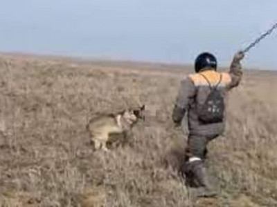 Қасқырды шынжырмен ұрып өлтірген азаматтың үстінен қылмыстық іс қозғалды