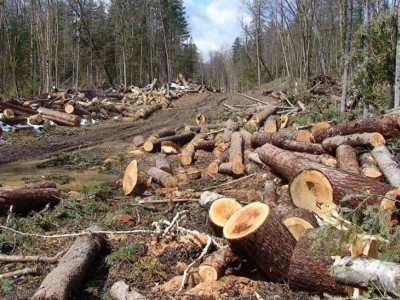 «Ертіс орманының» басшылары заңсыз ағаш кесті деген күдікке ілінді