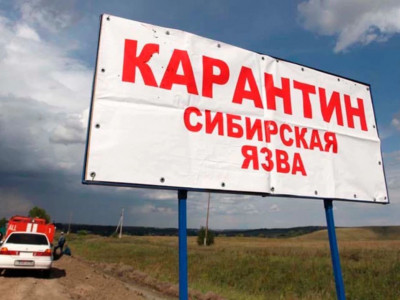 Ақмола облысында сібір жарасын жұқтырғандар көбейді