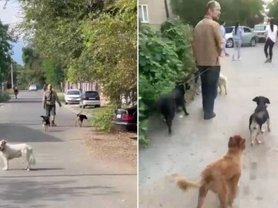 Алматы облысының тұрғыны бір бөлмелі пәтерде 30-ға жуық ит асырап отыр