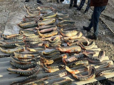 Атырауда 300 келіге жуық бекірені заңсыз саудаламақ болған тұрғын ұсталды