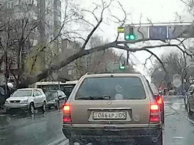 Алматыда үлкен ағаш құлап, жолды жауып қалды (ВИДЕО)
