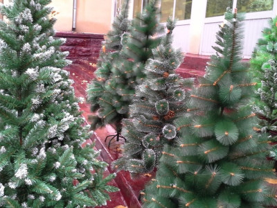 Ақтөбелік тұрғын арзан бағада шырша аламын деп алаяққа алданып қалған