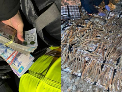 Қостанай облысында шетелдіктен құны 2 млрд теңге болатын ақбөкен мүйіздері тәркіленді