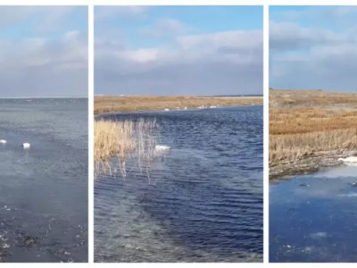 Ақтауда аққулардың қырылуына қатысты әкімшілік істер қозғалды
