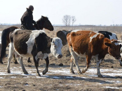 Ақмола облысында мал ұрлығын кәсіп еткен екі азамат сотталды