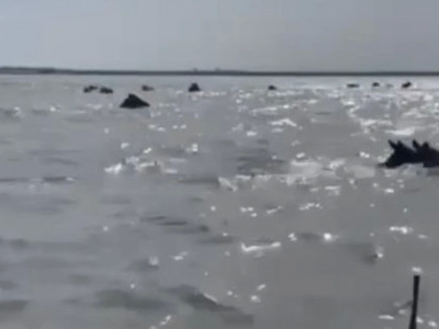 Батыс Қазақстан облысында бір үйір жылқы суға батып кете жаздады (ВИДЕО)