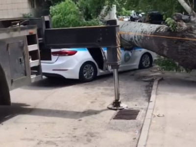 Алматыда патрульдік полиция көлігіне ағаш құлады