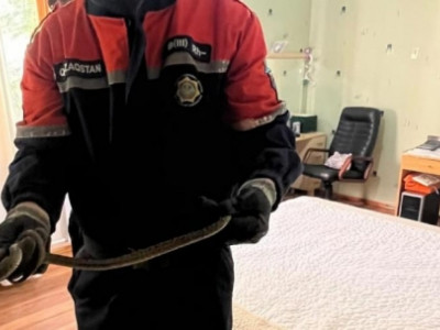 Қарағанды облысында жылан пәтерге кіріп кеткен