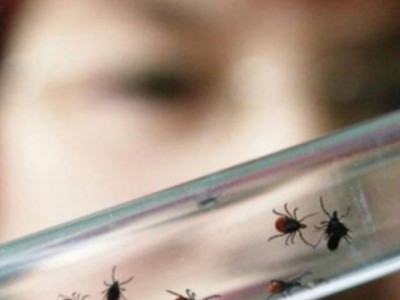 Өскеменде бір адам боррелиоз ауруына шалдықты