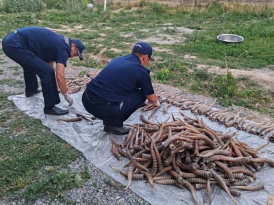 1,2 млрд теңге шығын: Жетісу облысында ақбөкен мүйізін заңсыз сақтаған күдікті ұсталды