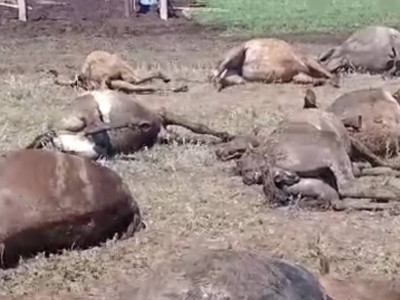Желіде найзағайдан қырылып қалған жылқылардың видеосы тарады