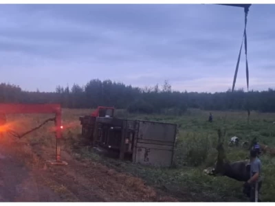 Қостанай облысында 20 бас сиыр тиелген жүк көлігі аударылды