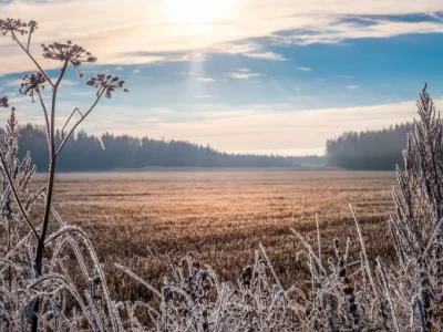Бүгін еліміздің бірнеше өңірінде үсік жүреді