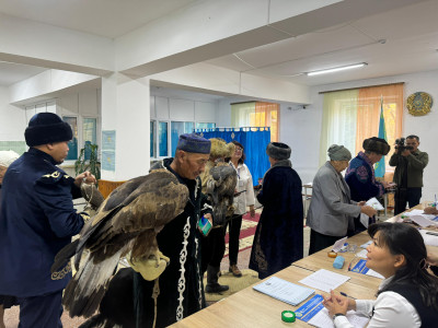 Референдумға бүркіт, құмай тазысымен келген Текелінің бүркітшілер отбасы өз таңдауын жасады