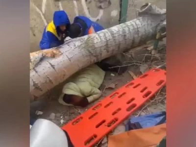 Павлодарда үстіне ағаш құлаған әйел қаза тапты