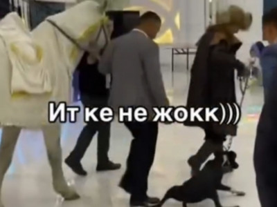 Тойда ат жетектеп, итті сүйреп шыққандар көпшіліктің сынына қалды