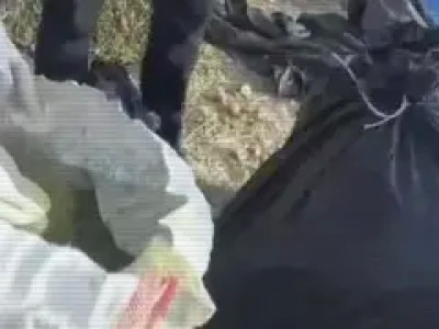Жамбыл облысында шөп астынан 100 кг марихуана анықталды