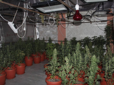 Қызылорда облысында есірткі өсіретін фитозертхананың жұмысы тоқтатылды