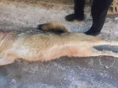 Қостанайда сирек кездесетін жануарларды аулаған браконьерлер ұсталды