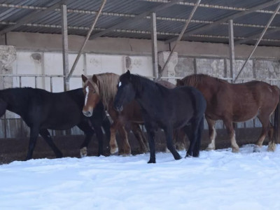 Елде жылқы тұқымының жаңа түрі пайда болады