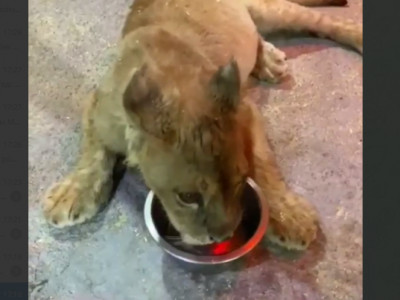 Астанада автокөлік орталығынан арыстанның күшігі табылды