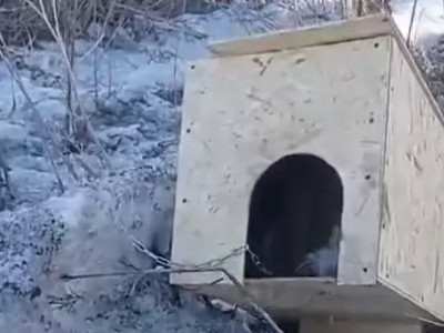 ШҚО-да белгісіз біреулер байлаулы тұрған күшікті өртеп жіберген