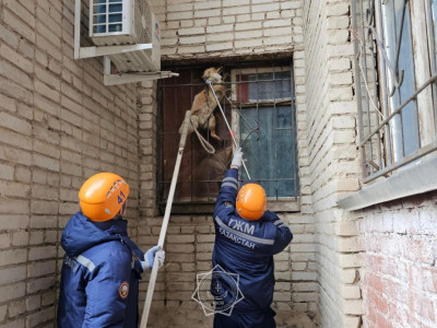 Оралда тұрғын үйдің терезесіне түлкі кептеліп қалған