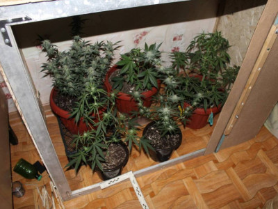 Қостанай тұрғыны үйінде қарасора өсірген