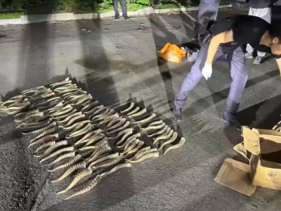 Жетісу облысында киік мүйіздерінің заңсыз саудасы тоқтатылды
