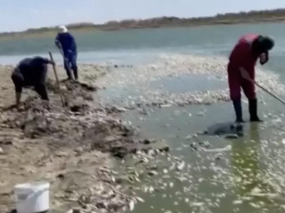 Атырау облысында тағы балық қырылып жатыр