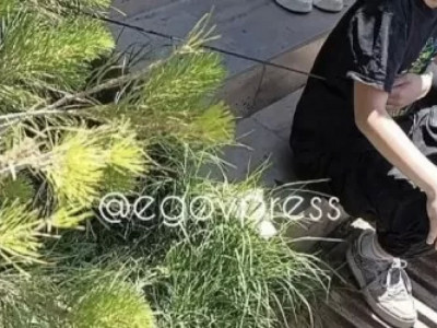 Шымкентте көшеде өтіп бара жатқан жасөспірімге садақ оғы тиген (ВИДЕО)