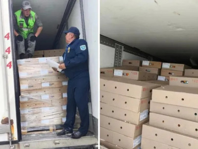 Ресейден Қазақстанға заңсыз 5 тонна шошқа еті өткізілмек болған