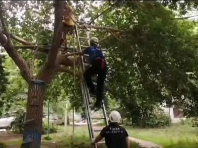 Өскеменде ағашқа өрмелеп түсе алмай қалған 11 жастағы бала құтқарылды (ВИДЕО)