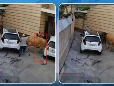 Сиыр анасы мен баласын таптап тастаған